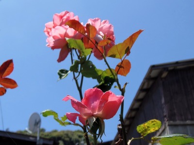谷村さんの季節の花1.jpg