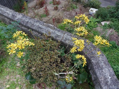谷村さんの季節の花2.jpg