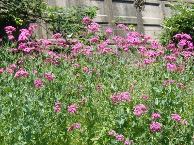 谷村さんの季節の花2.jpg