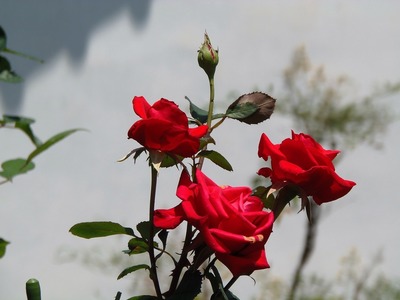 谷村さんの季節の花3.jpg