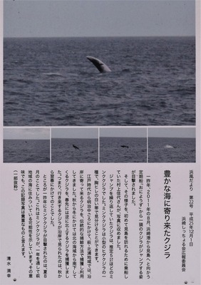 豊かな海に寄りに来たクジラ.jpg