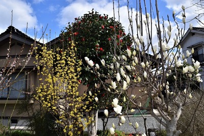 赤・黄。白色の季節の花.jpg