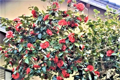 赤色の季節の花.jpg