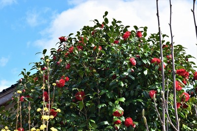 赤色の季節の花.jpg