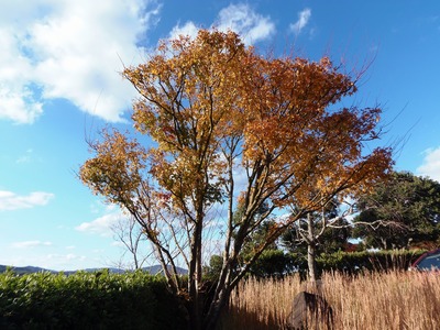 近松道路公園の秋色4.jpg