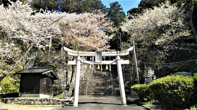 通住吉神社の桜3.4.1.jpg