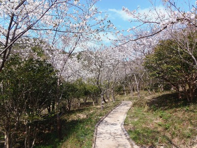 遊歩道と桜.jpg