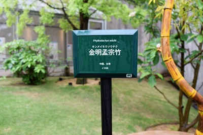 金明孟宗竹1.jpg