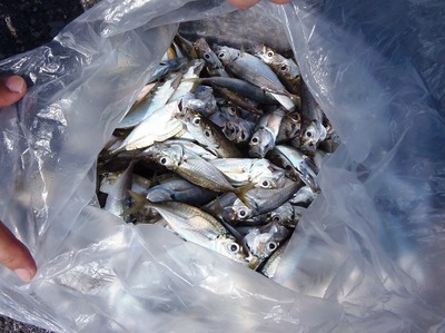釣果1.jpg