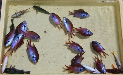 釣果1.jpg
