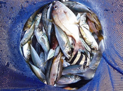 釣果2.jpg