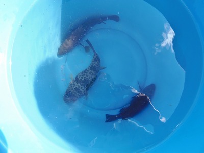 釣果2.jpg