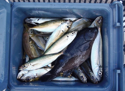 釣果2.jpg