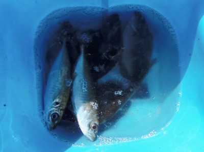釣果3.jpg