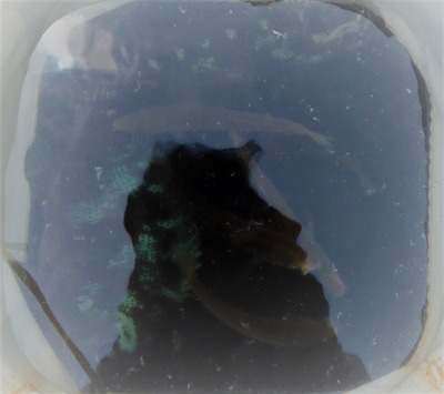 釣果3.jpg