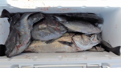 釣果3.jpg