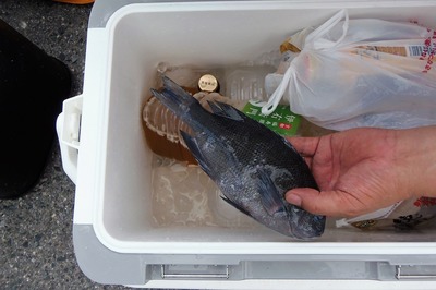 釣果・クロ.jpg