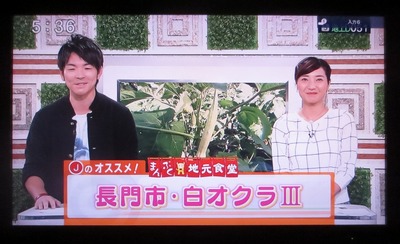 長門市・白オクラV.jpg