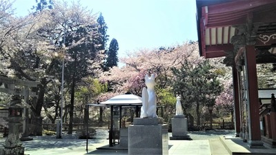長門豊川稲荷の桜6.jpg