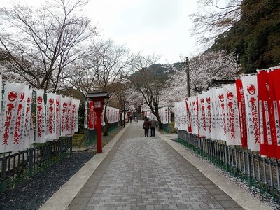 長門豊川稲荷参道の桜1.jpg