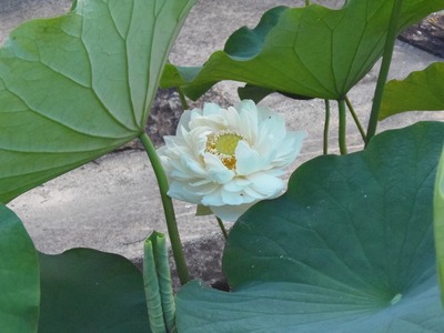 開花1.jpg