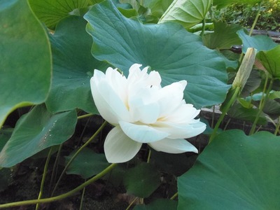開花2.jpg