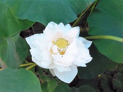 開花3.jpg