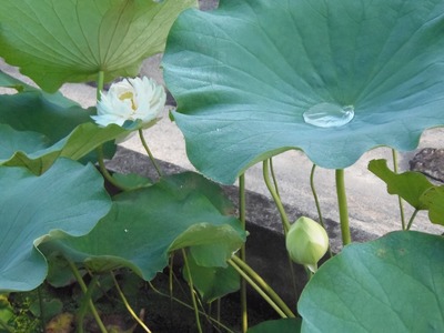 開花・つぼみ・朝露.jpg