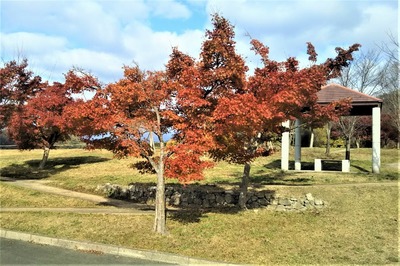 陶芸の村公園の紅葉1.jpg