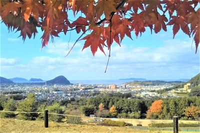 陶芸の村公園の紅葉4.jpg