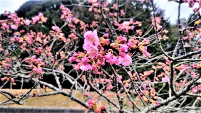 陽光桜.jpg