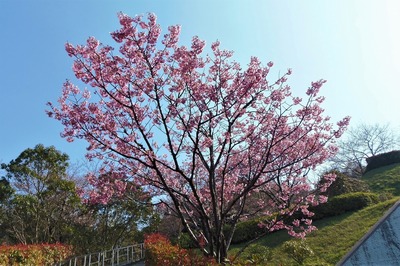 陽光桜1.jpg