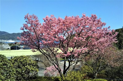 陽光桜2.jpg