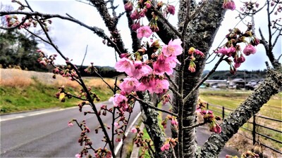 陽光桜2.jpg