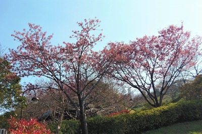 陽光桜2.jpg