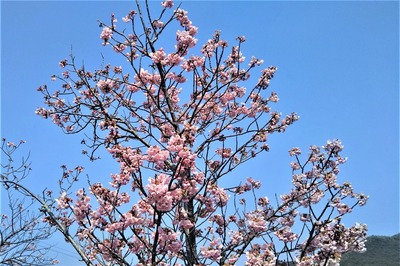 陽光桜3.jpg