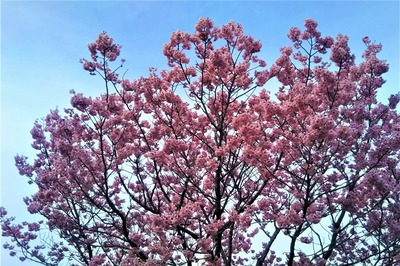 陽光桜3.jpg