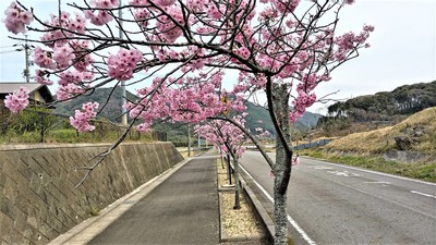 陽光桜4.jpg