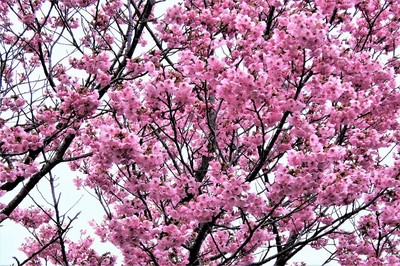 陽光桜4.jpg