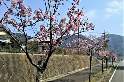 陽光桜6.jpg