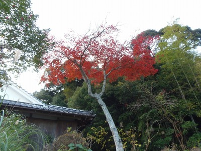 隠居所の紅葉3.jpg