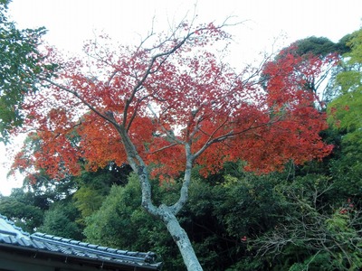 隠居所の紅葉4.jpg