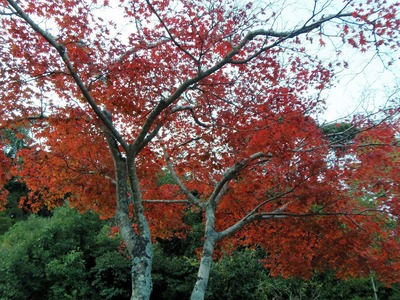 隠居所の紅葉5.jpg