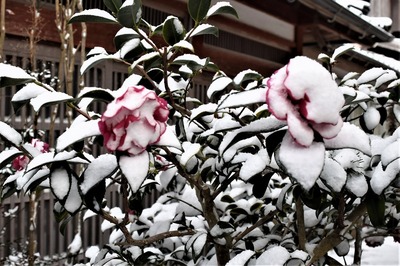雪の山茶花2.jpg