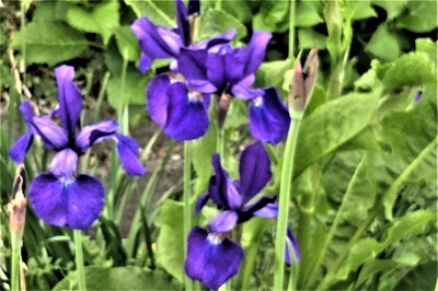 青い花3.jpg