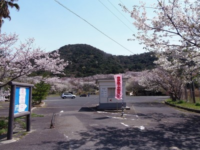 青海島さくらの里.jpg