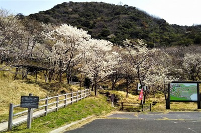 青海島さくらの里の看板と桜2.jpg