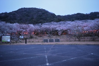 青海島さくらの里夜桜1.jpg