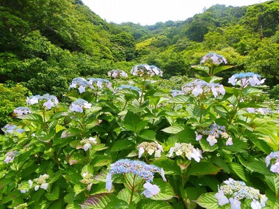 青海島・紫陽花の沢2.jpg