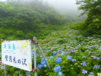 青海島・紫陽花の沢2.jpg